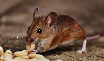 24 Hour & Emergency Exterminators in Madison, NC